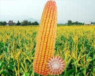 優質玉米種子龍生16號品種鑒定